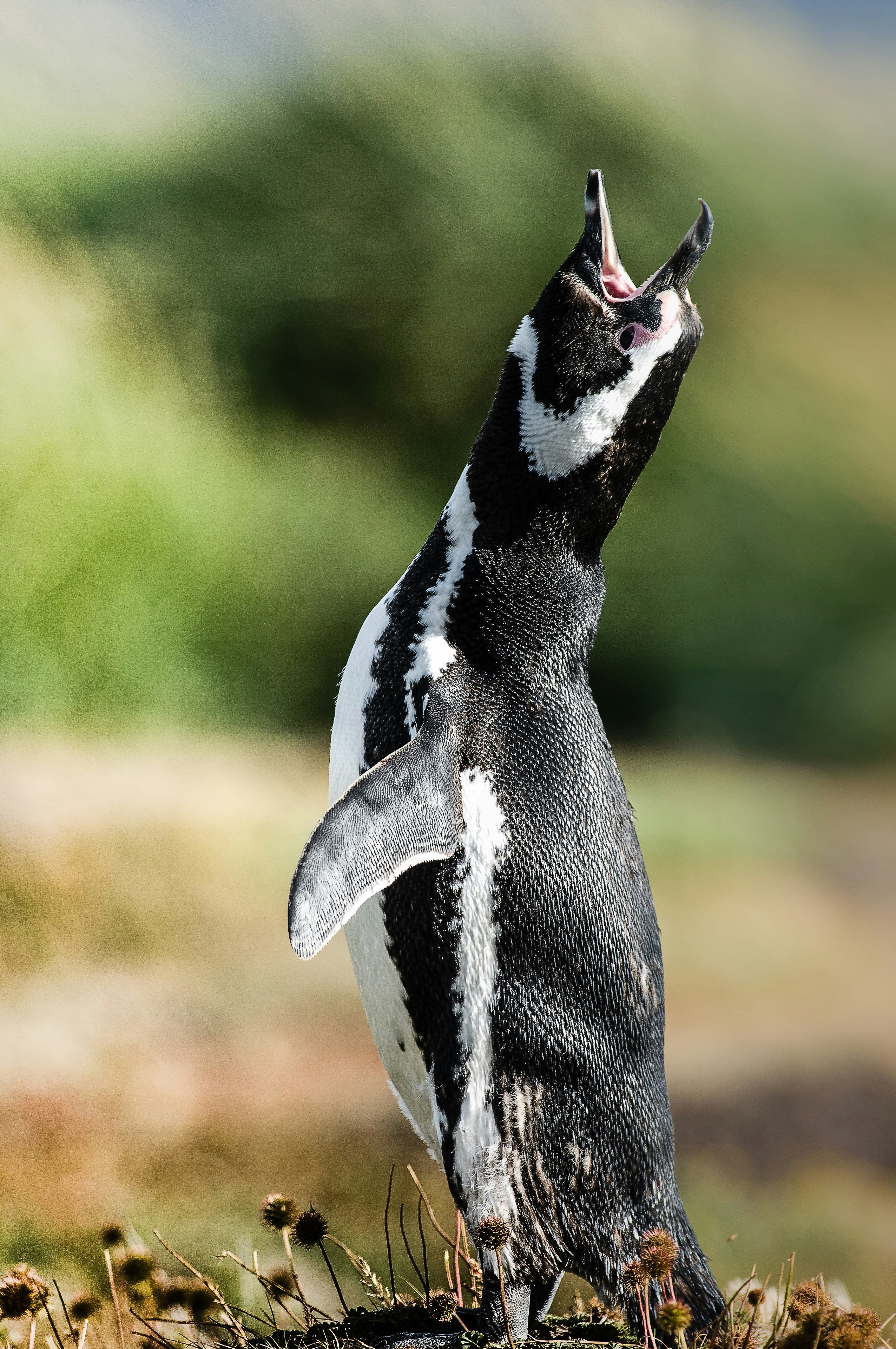 macro shot photo of penguin roaring